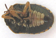 Menida decoratula