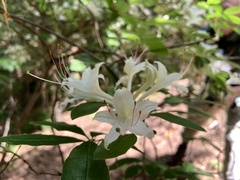 Rhododendron eastmanii