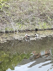 Anas platyrhynchos