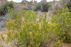 Euryops nodosus