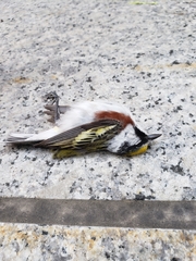 Setophaga pensylvanica