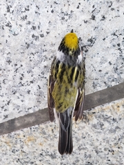 Setophaga pensylvanica