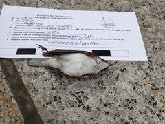 Setophaga pensylvanica