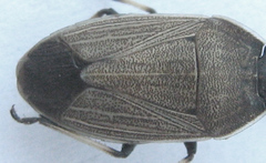 Ennius longulus