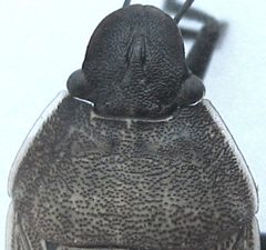 Ennius longulus