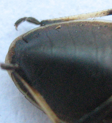 Ennius longulus