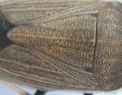 Ennius longulus