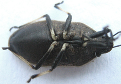 Ennius longulus