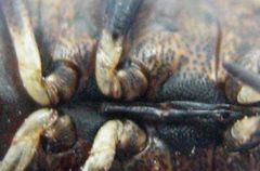 Ennius longulus