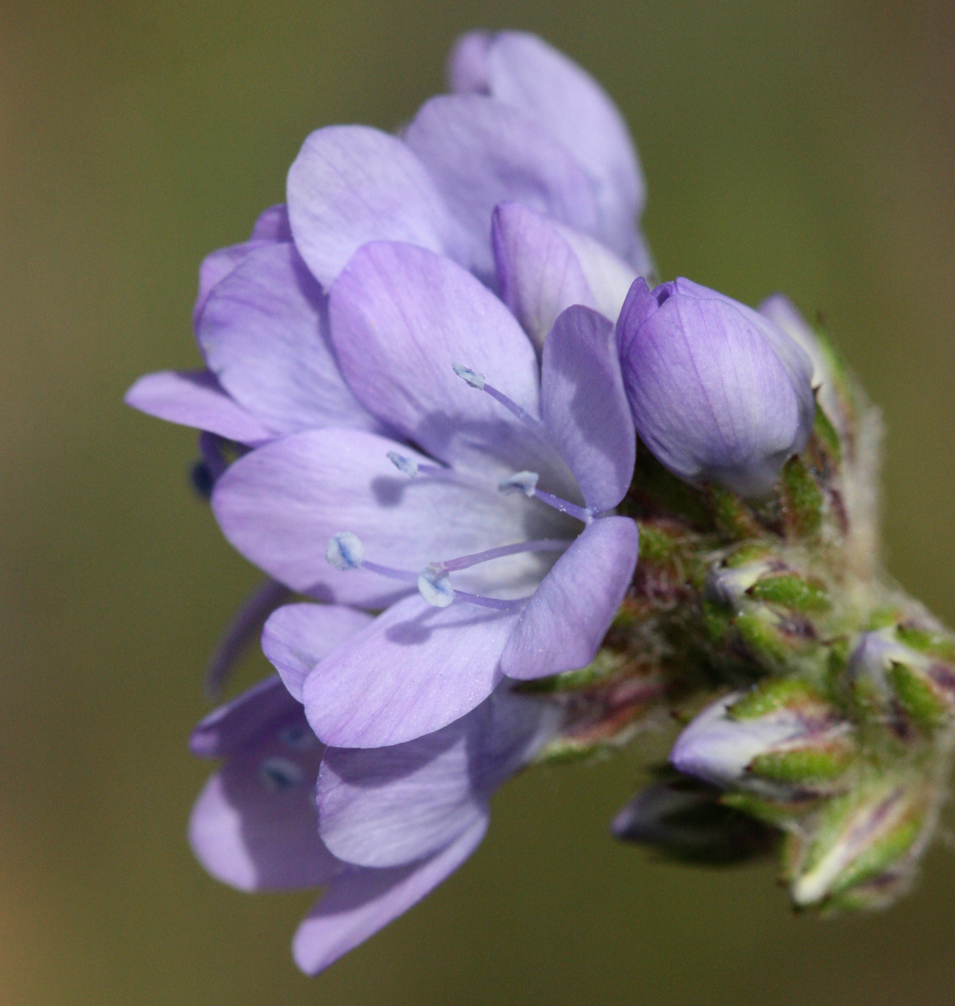 Gilia achilleifolia