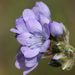 California Gilia - Photo (c) Philip Bouchard, some rights reserved (CC BY-NC-ND)