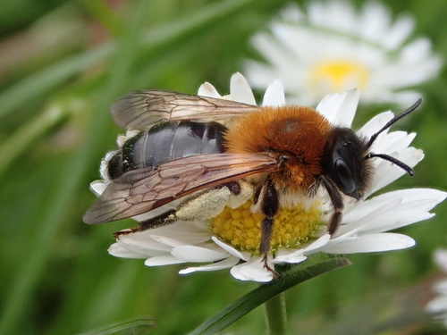 Grey-patched Mining Bee