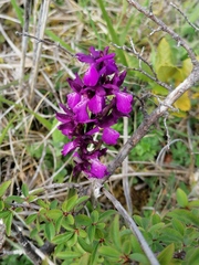Anacamptis