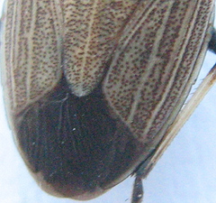 Ennius longulus