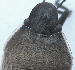 Ennius longulus