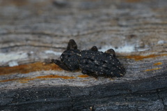 Poropterus melancholicus
