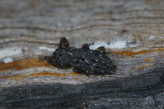 Poropterus melancholicus