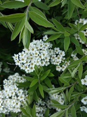 Spiraea nipponica