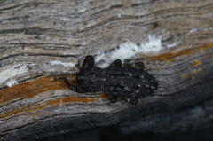 Poropterus melancholicus