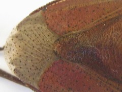 Basicryptus costalis