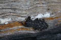 Poropterus melancholicus