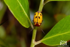 Cryptocephalus aulicus