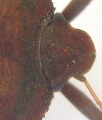 Basicryptus costalis