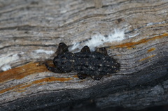 Poropterus melancholicus
