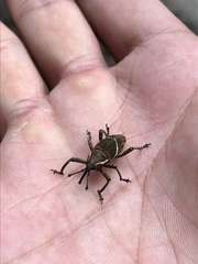 Cryptoderma formosense