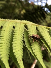 Cryptoderma formosense