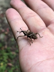 Cryptoderma formosense
