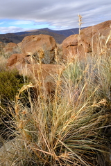 Cymbopogon pospischilii
