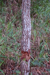 Quercus sapotifolia