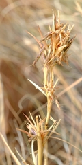 Cymbopogon pospischilii