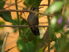 Chlorostilbon lucidus