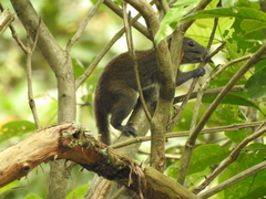 Callosciurus caniceps