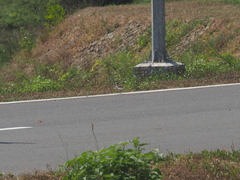 Charadrius javanicus