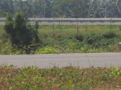 Charadrius javanicus