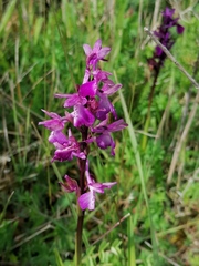 Anacamptis
