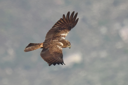 African Marsh Harrier