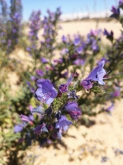 Echium gaditanum