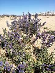 Echium gaditanum
