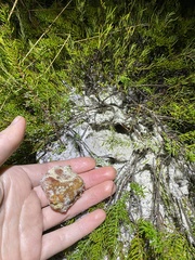 Solioccasus polychromus