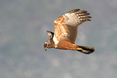 African Marsh Harrier photo 3