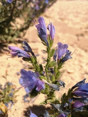 Echium gaditanum