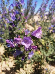Echium gaditanum