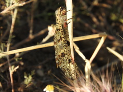 Palpares libelluloides