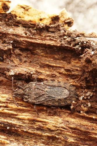 Arictus observed 2021-05-15