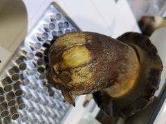 Phlebopus marginatus