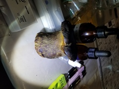 Phlebopus marginatus